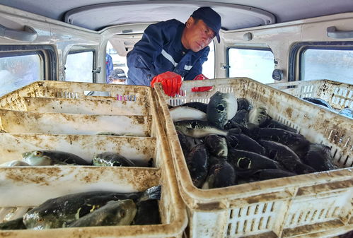 河北灤南 工廠化水產(chǎn)養(yǎng)殖助力產(chǎn)業(yè)轉(zhuǎn)型與農(nóng)民增收